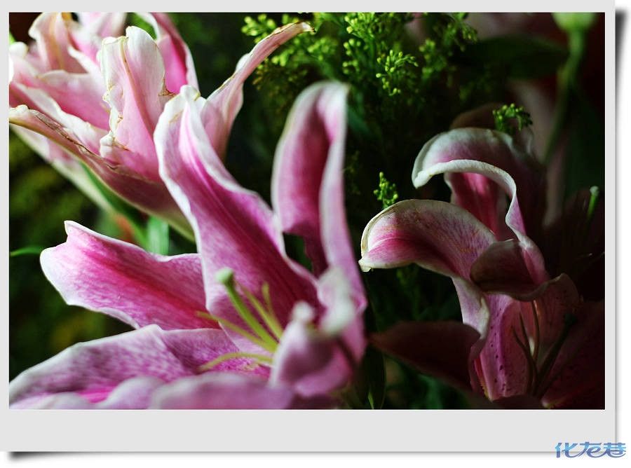 珍惜你身边的人~小小兔结婚纪念日戈尔顿饭店