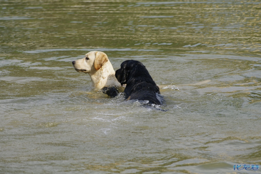 <em>美女</em>拉布拉多<em>选老公</em>啦!-第2页|宠物姻缘区-化龙