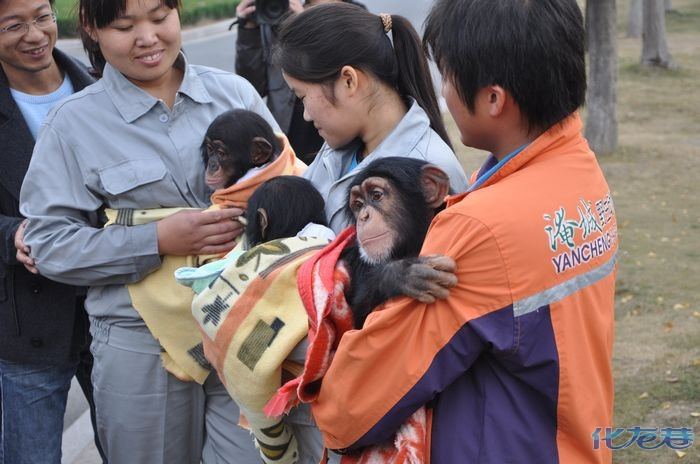 小金刚过冬也时尚,逛商场派头大,多图杀猫