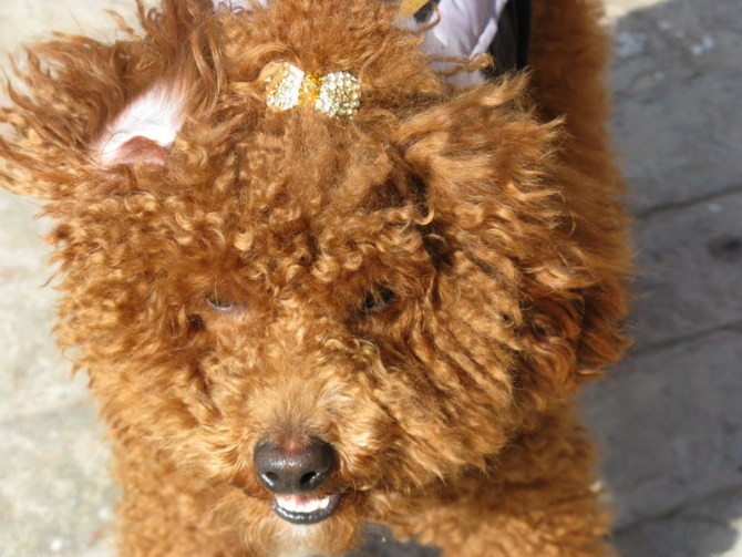 ~超级 米团糯 寻找可爱 <em>MM</em>(超红 泰迪)新增8.1