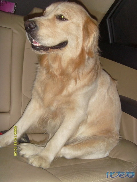 rocky宝贝最近动态图~~~~打瞌睡的最搞笑