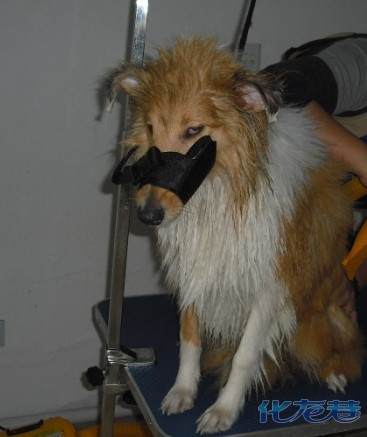 今天樱桃刚洗完澡,太阳很好,秀一下.6个半月啦