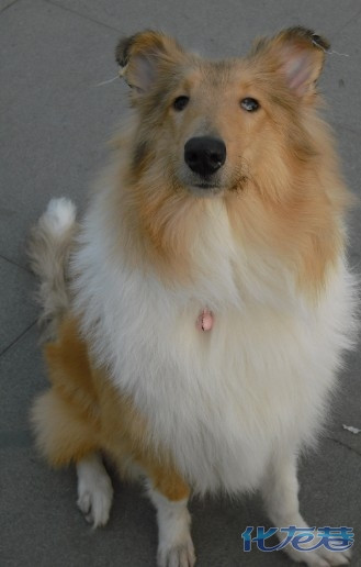 今天樱桃刚洗完澡,太阳很好,秀一下.6个半月啦