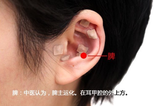 翟氏养生馆强效中医王不留行子粘贴于耳穴减肥|免费商家自荐-化龙巷