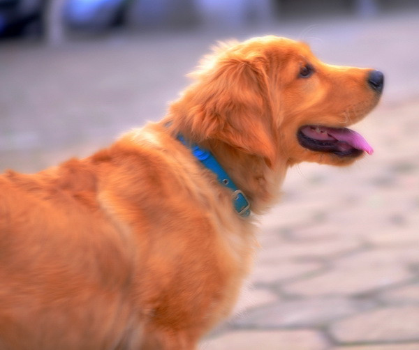 3月9日在浦南小区拍的狗狗,香油们看看怎么样