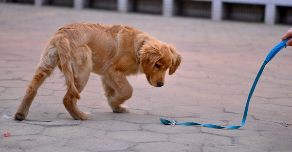 3月9日在浦南小区拍的狗狗,香油们看看怎么样
