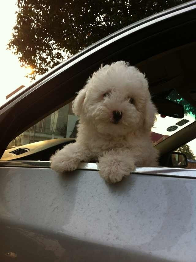 今天就来晒晒我家油条的成长历程吧,现在也就