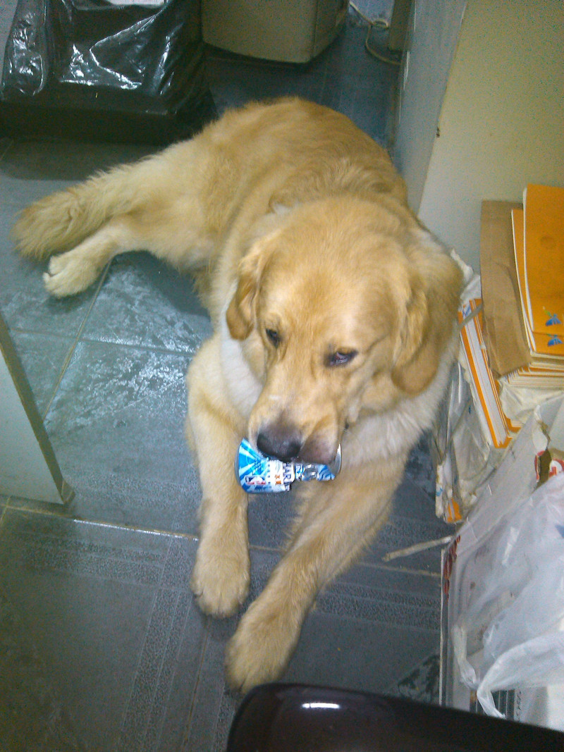 【金毛】想要找回自己的狗狗,请各位香油帮忙