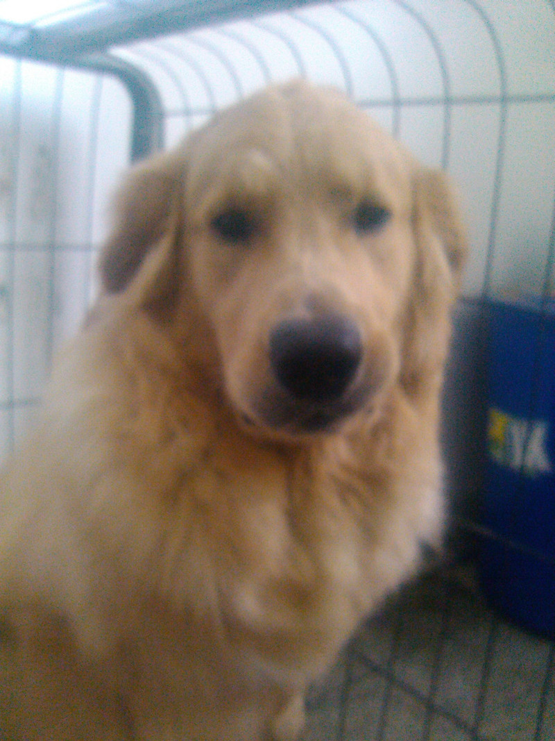 【金毛】想要找回自己的狗狗,请各位香油帮忙