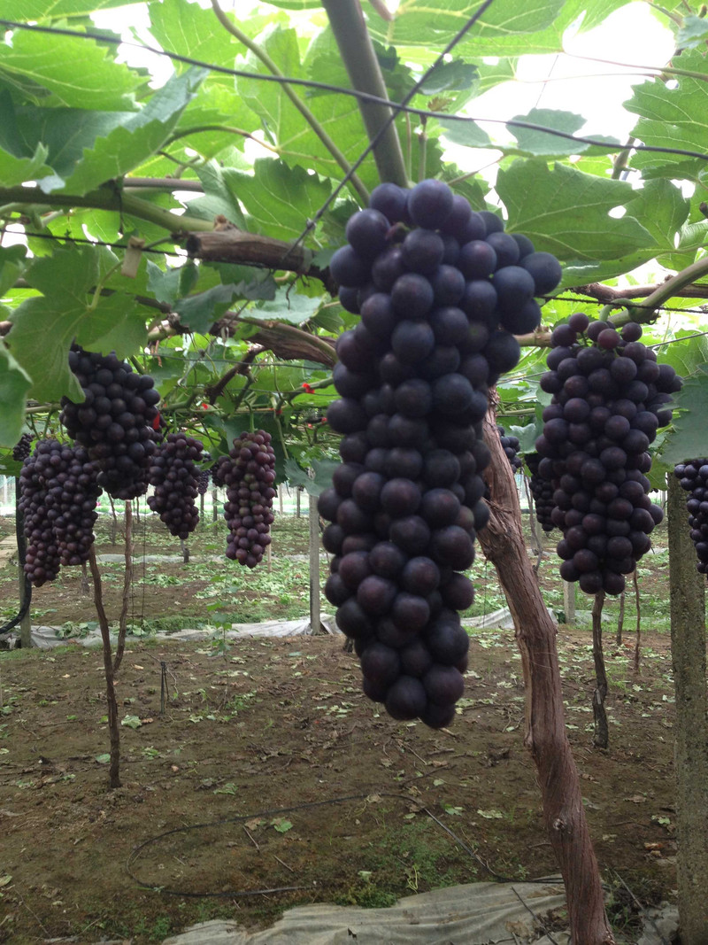 又是一年葡萄成熟时喽,大家准备好犒劳自己的