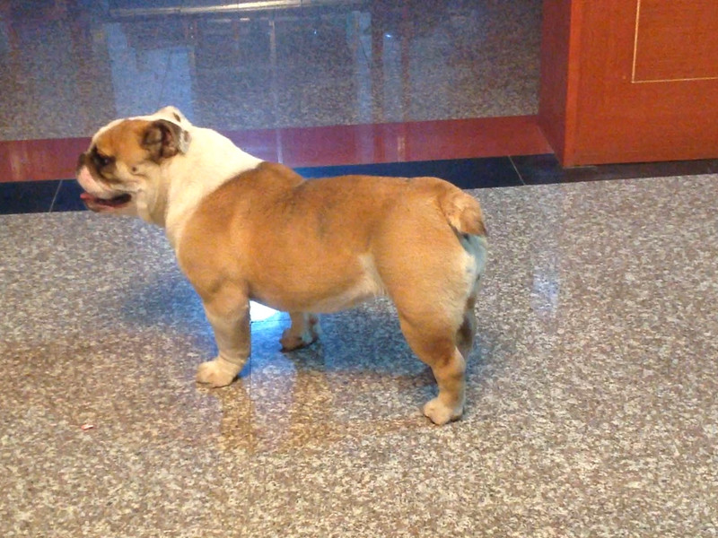 拉登-这名字霸气吗?|家有宠物