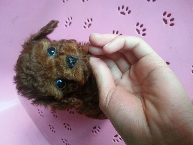 <em>外号外号</em>!强盗<em>萌妹子</em>大眼帅哥傻傻分不清楚!|宠