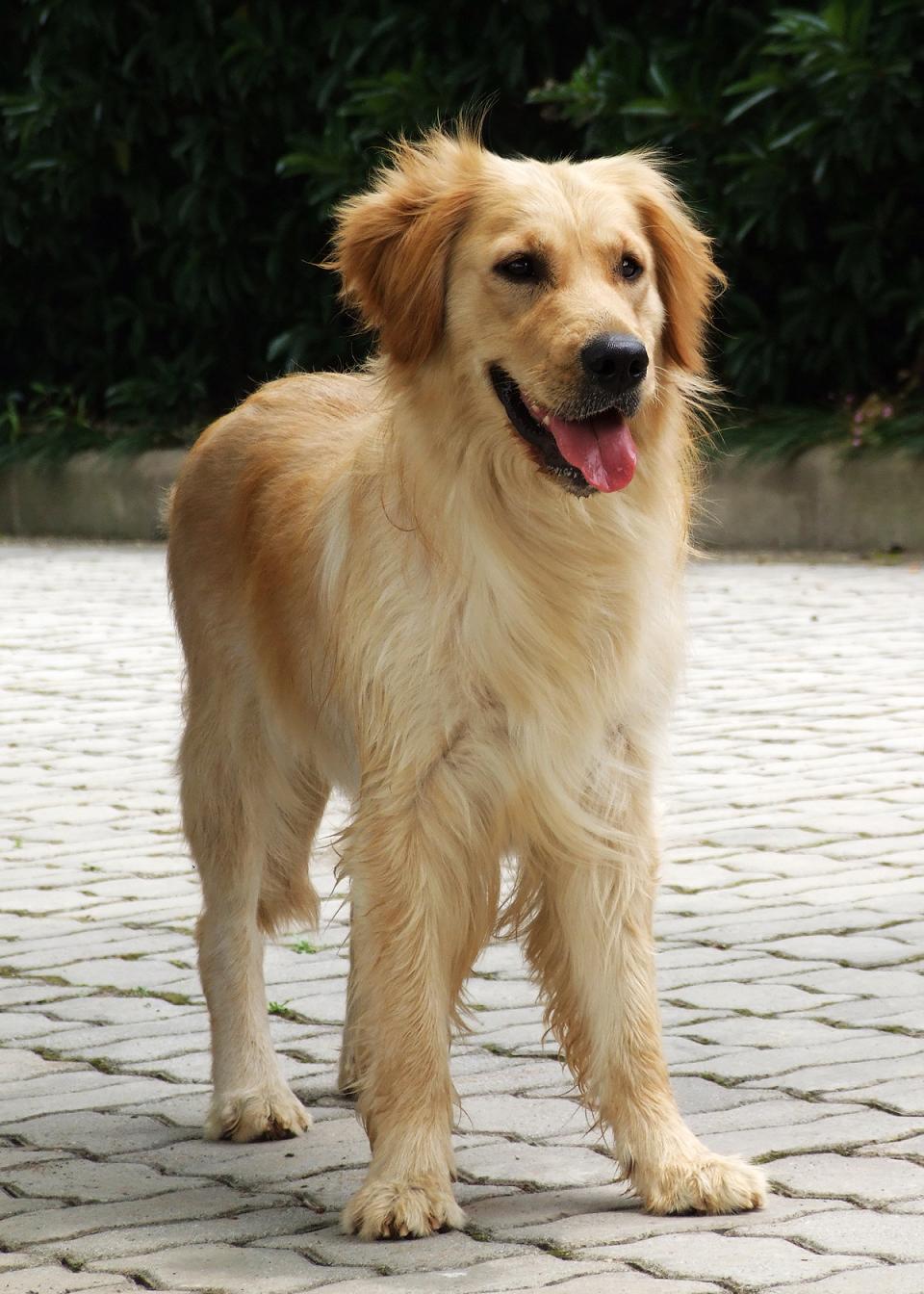 [我的宠物最牛]金毛妞妞,外出撒野是强项[14p],