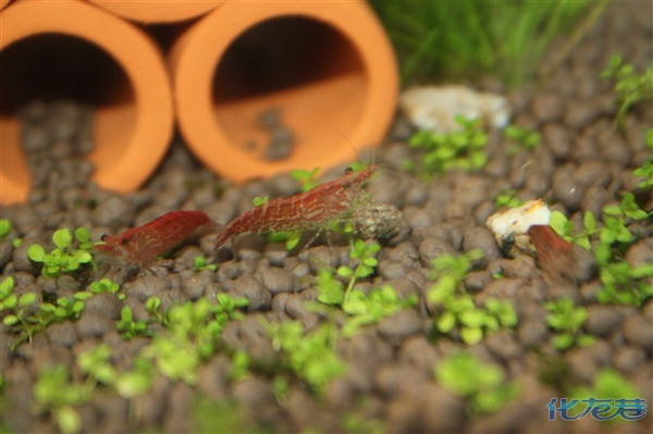 晒晒家里的神秘螺和樱花虾,咱也就图个乐,不求