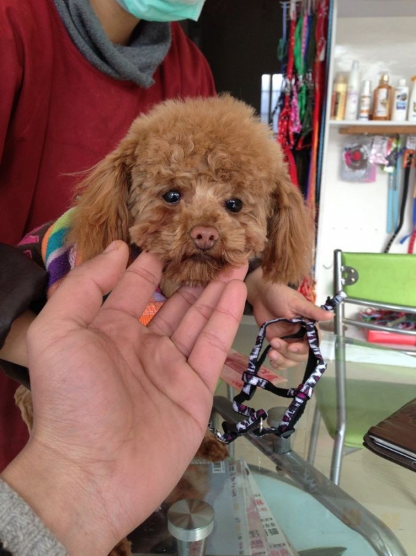 红色泰迪小狗 1岁2个月 3斤6两 身高21|家有宠