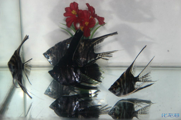 【家有热带鱼】海中飘逸的精灵|家有宠物