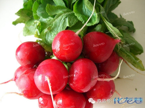 萝卜养生大逆袭,萝卜到底有什么样具体的养生