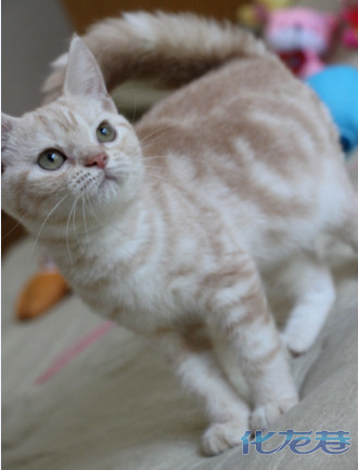 猫盒子爱猫舍,第7期,100%纯种美短,英短,苏格