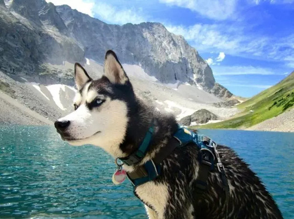 霓虹国的这些冰激凌是什么鬼?竟然还有蝗虫冰