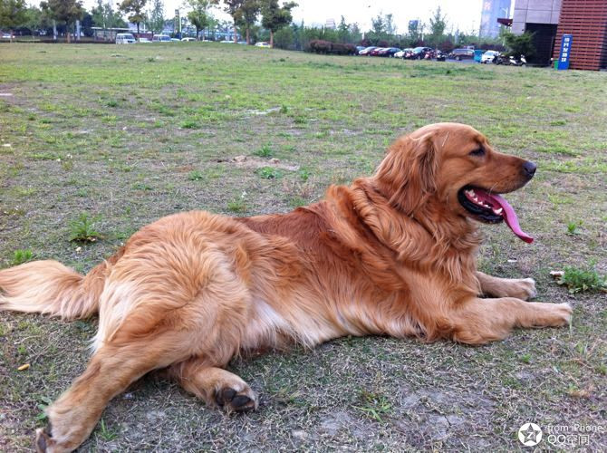 我的亨利,我家的棒棒狗