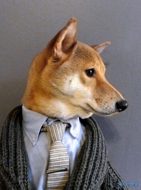 英俊柴犬演绎男装流行趋势(下班前),经过精心打扮后的帅气柴犬有没有