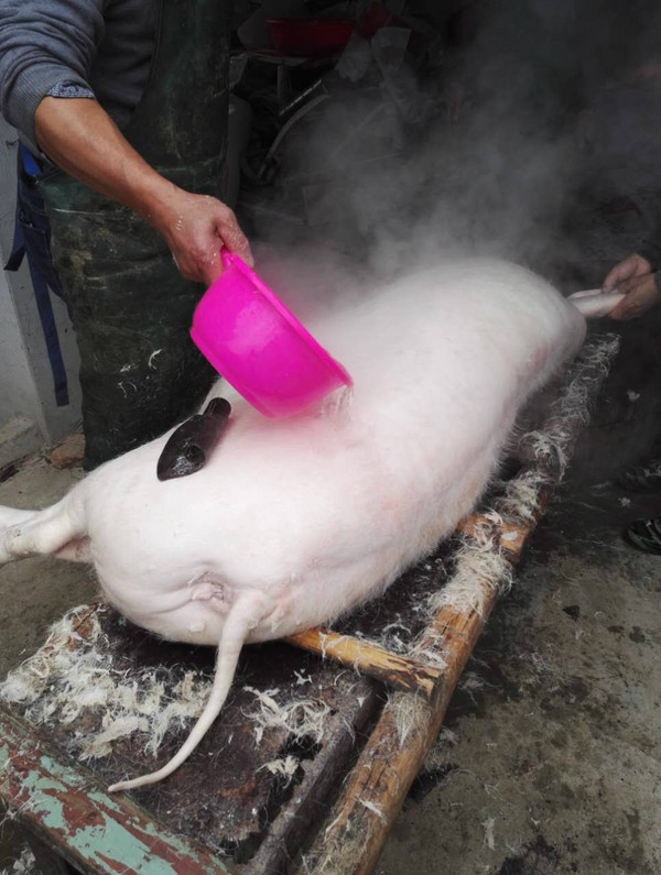 实拍金坛农村杀猪全过程城里多数人都没见过这场面血腥慎入